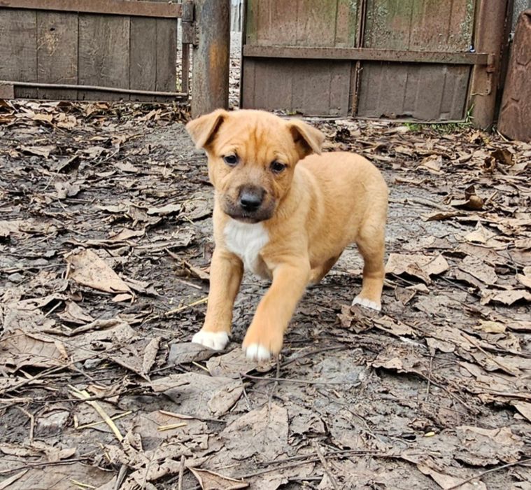 Віддам цуценят, хлопчики, 2 місяці