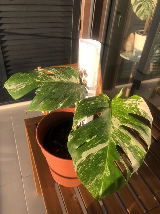 Monstera Variegata Porte Médio
