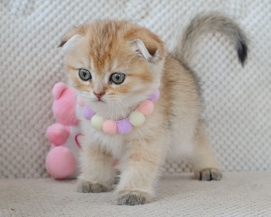Золотые котята скоттиш фолд