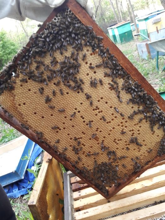 Приймаю замовлення на бджолопакети