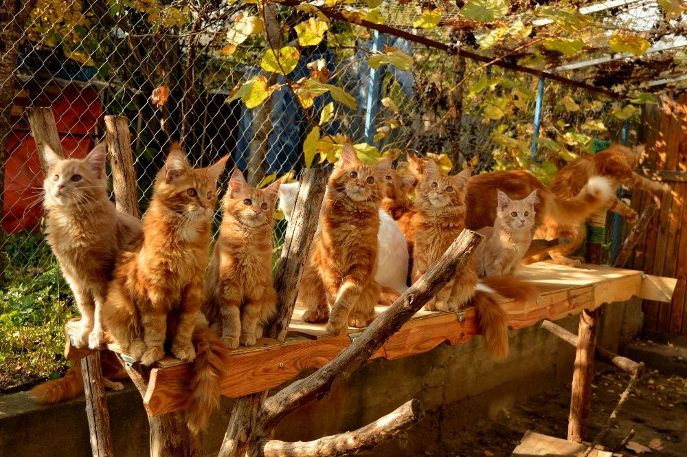 Питомник Красных Мейн кунов Maine Coon Red