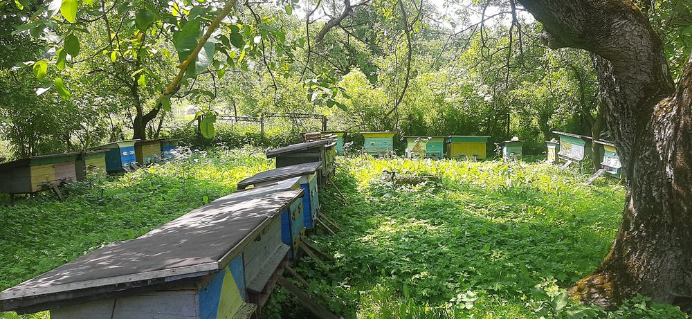 Бджолосімї,  вулики,