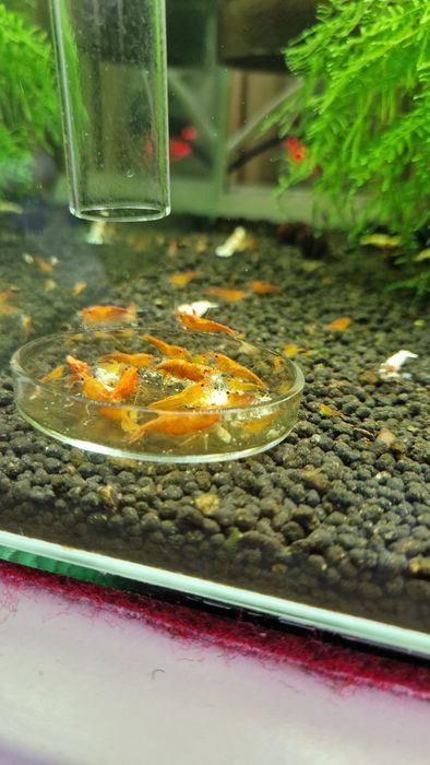 Krewetki neocaridina orange