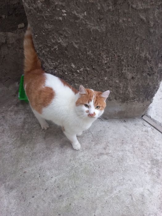 Рижик хоче в сім'ю