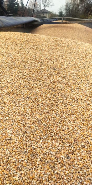 Kukurydza sucha, polska, zbiór 2025