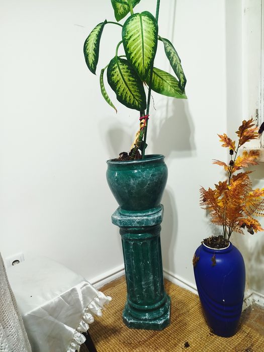Planta Natural Dieffenbachia + Vaso de Cerâmica e Coluna Marmoreada (Conjunto Completo)