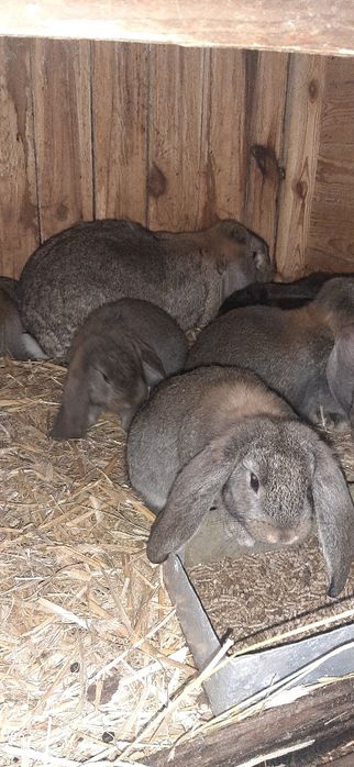 Kroliki królik francuski baran francuskie barany szare żelaziste