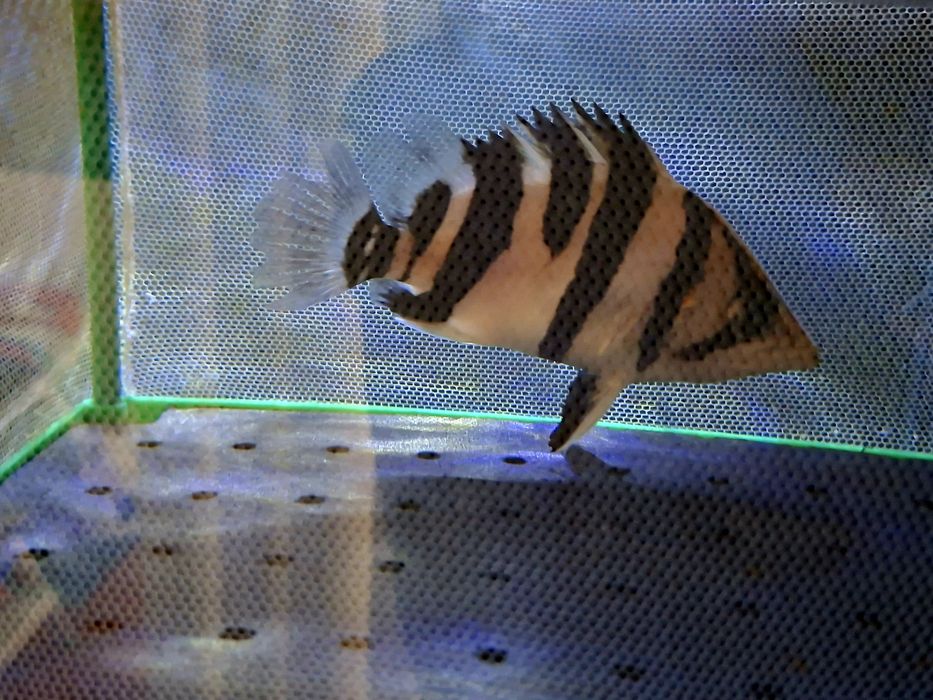 Datnioides Microlepis (3 barras e meia)