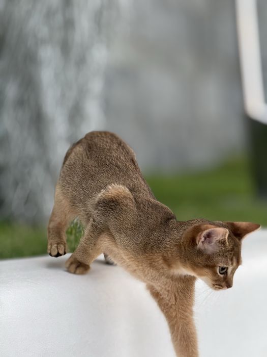 Милий та лагідний хлопчик Арчі