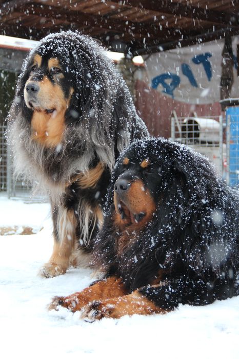 Тибетський мастиф (тибетский мастиф); парування (вязка)