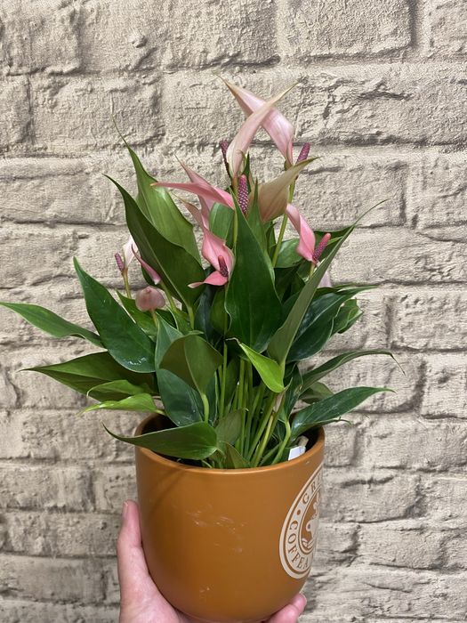 Антуриум  Лілі --міні сорт