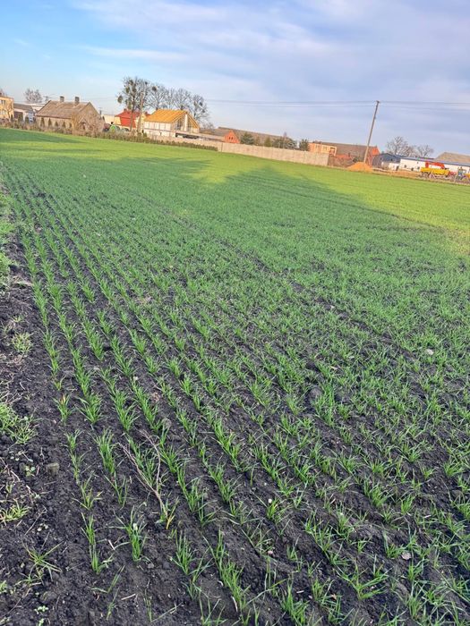 Sprzedam działki Siedliskowe