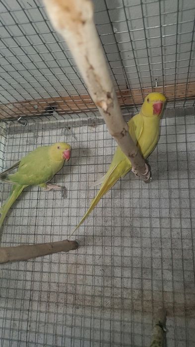 cedo ring necks sexados