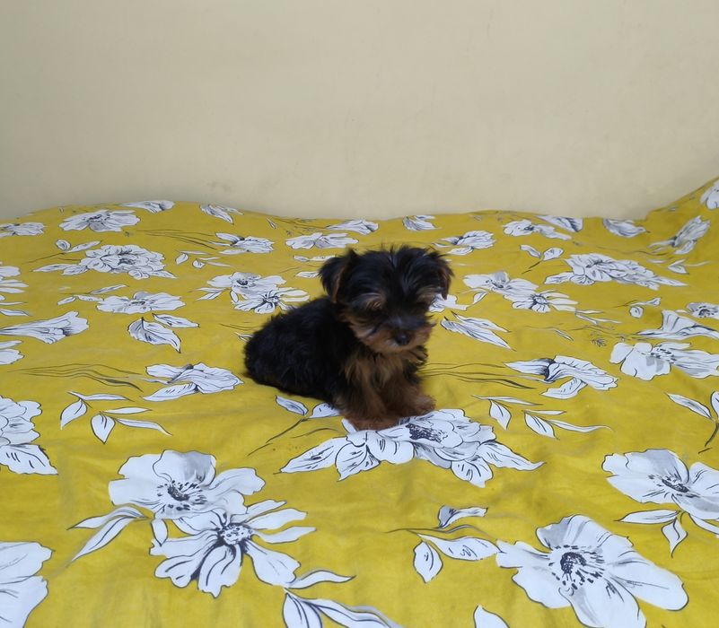 Yorkshire terrier miniaturka