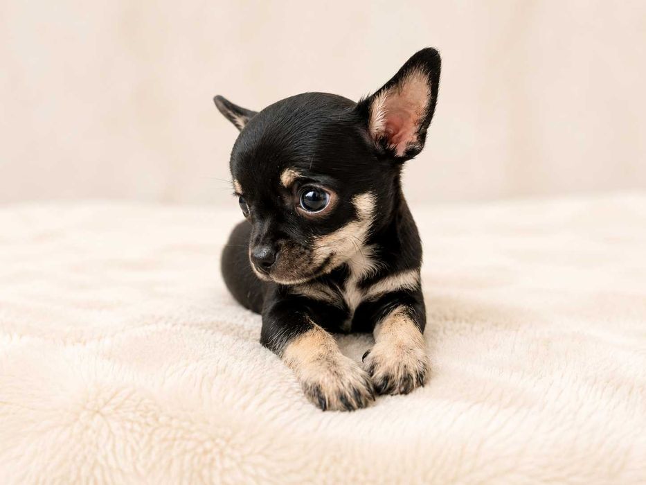 Malutki chłopczyk Chihuahua - Snoopy