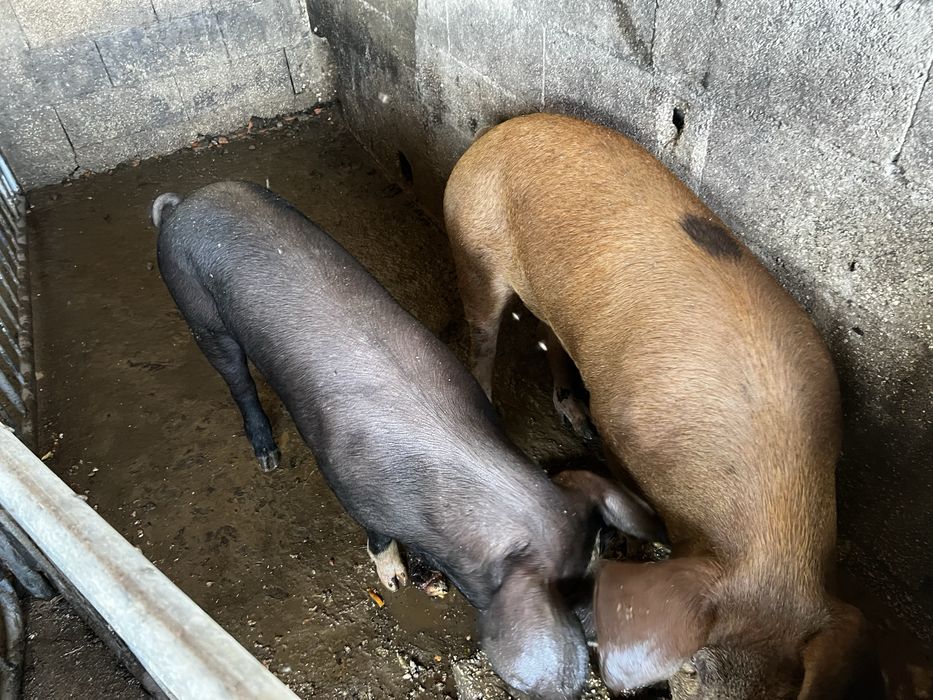Duroc porco 1 macho 2 femeas