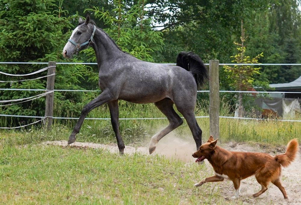 Klacz Zangersheide