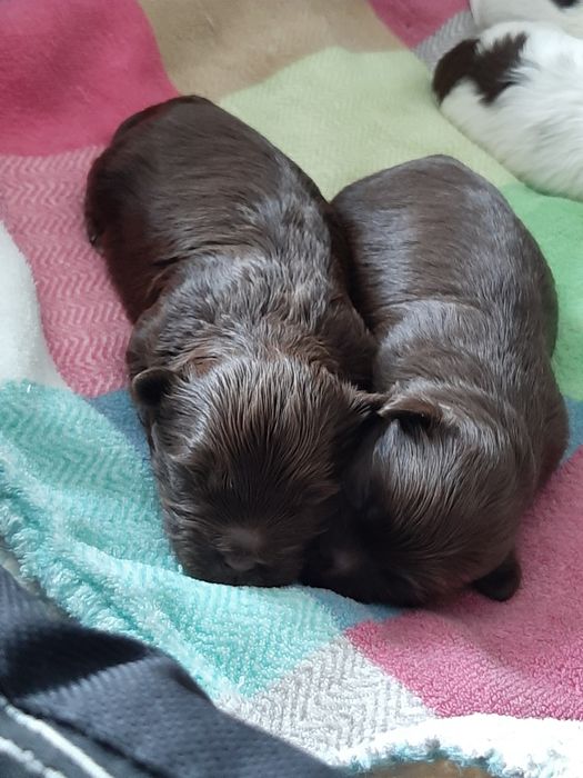 Hawańczyk śliczne rodowodowe szczeniaczki