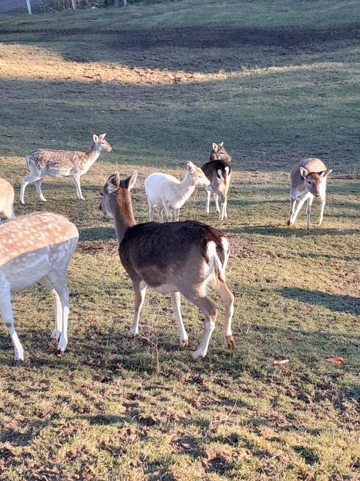 Daniele samce samice