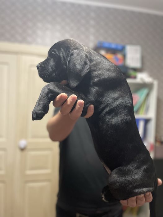 Цуценята Кане - Корсо 2 красуні