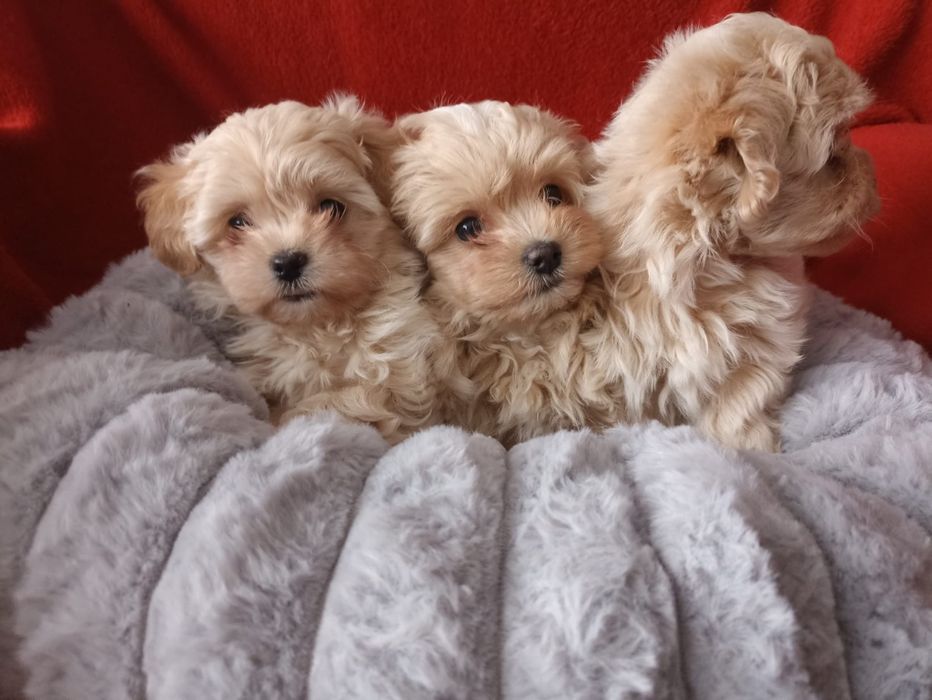 Wyjątkowy Szczeniak Maltipoo F1 ! Rodowód + Chip!