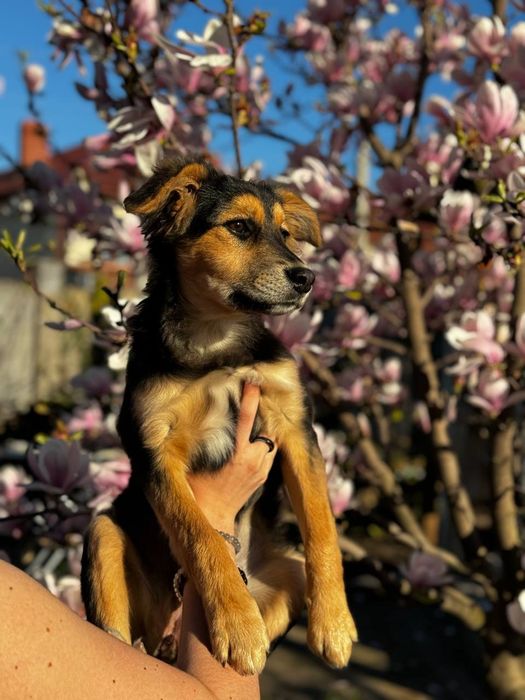 Щенок в добрые руки