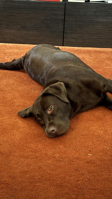 Cadela Labrador adulta (1,5 anos) procura família responsável