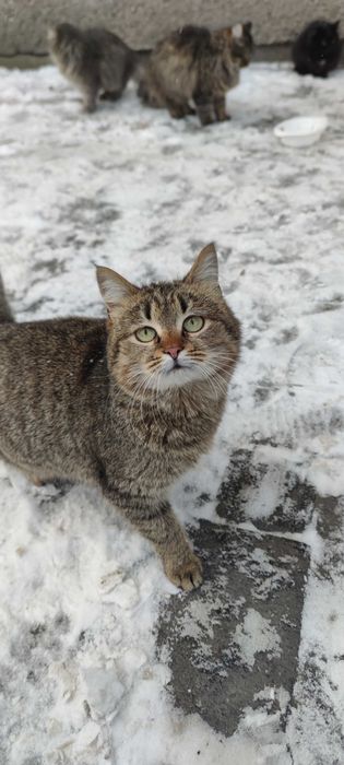 Кошенята в добрі руки