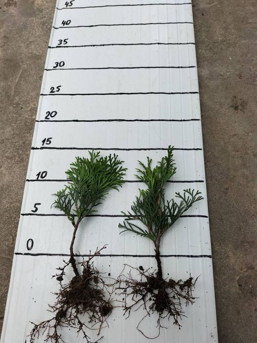 Продам Туя смарагд