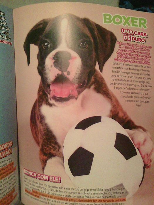 revista panini amigos animais numero 6