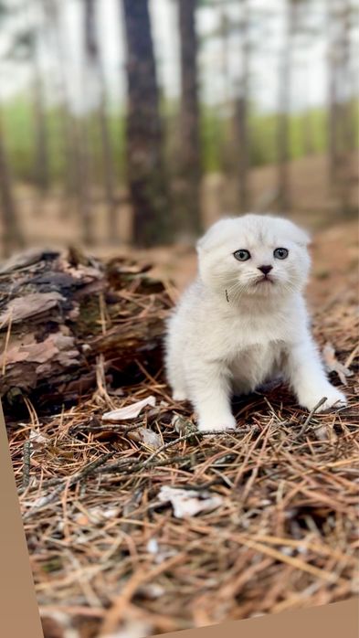 Срібляста шиншила котеня дівчинка шотландська вислов