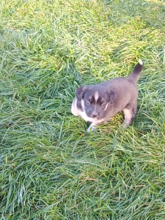 Відвм собак в дрбрі рукі батько змішана вівчарка мати дворняга  вік 2