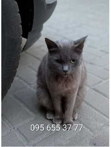 Котик шукає родину