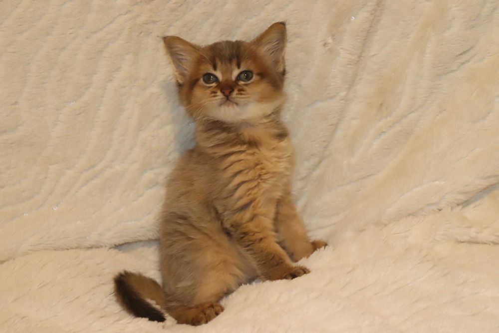 Котенок Сомалийский девчонка