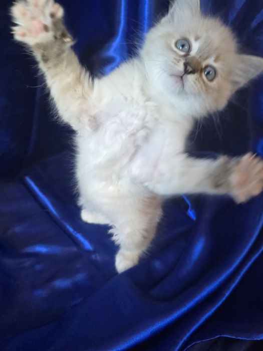 Kotka syberyjska neva masquerade