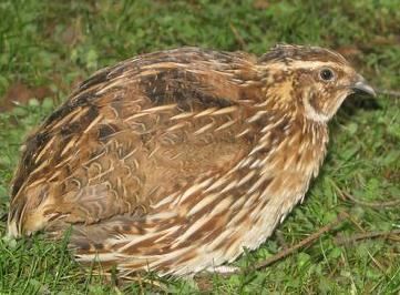 Яйце інкубаційне перепілки Фараон