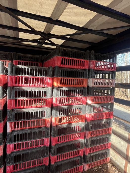 Skrzynki plastikowe do transportu kur