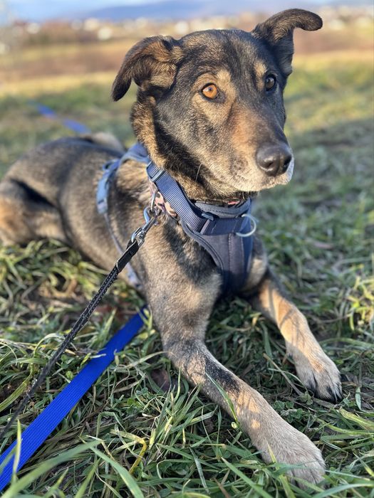 Lupa - 1 rok, roczna suczka ze schroniska