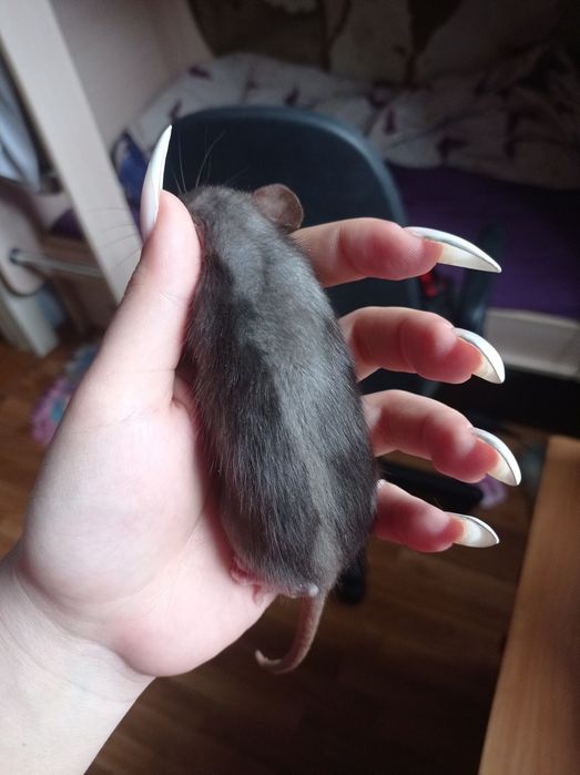 крысы крыски крысята дамбо