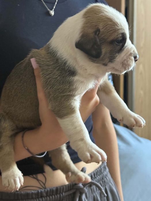Oddam za darmo szczeniaki rasy pitbull