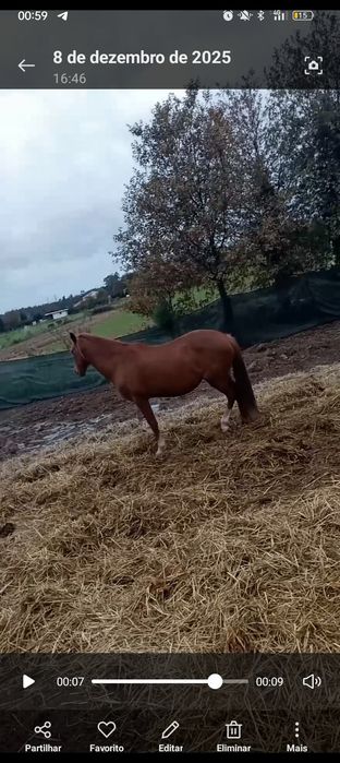 Égua laza 11 anos  cruzada