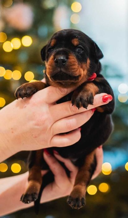 DOBERMAN zapowiedź miotu FCi