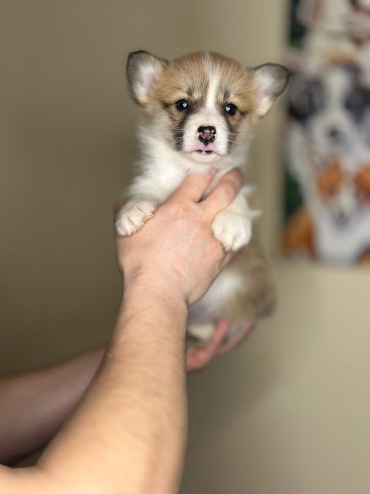 Вельш коргі пемброк. Цуценята пемброки милі цуцики