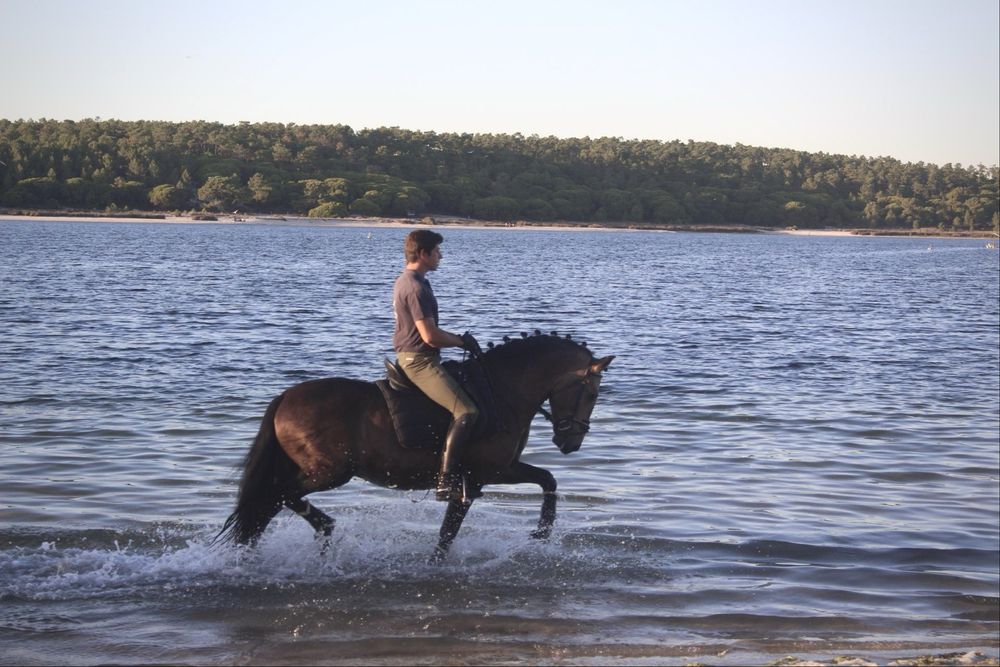 Cavalo cruzado lusitano
