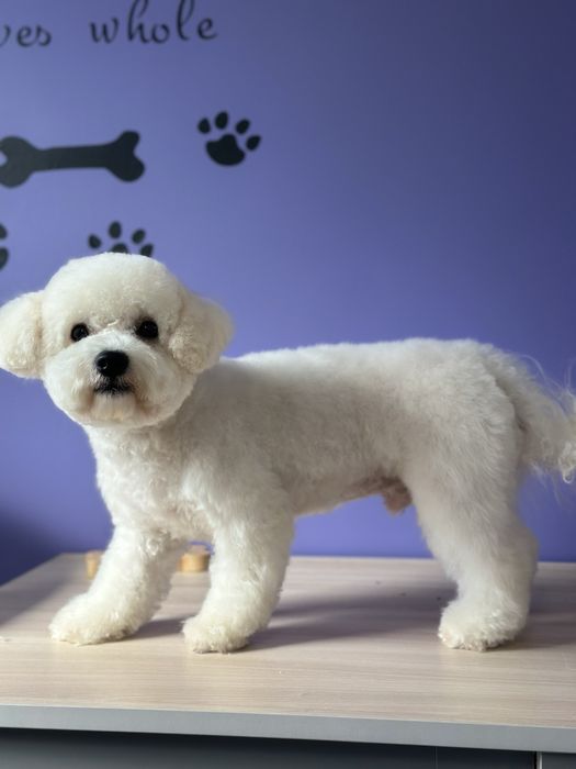 Вязка бішон фрізе