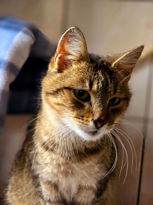 Piękna starsza kotka Zyta szuka domu. Adopcja, schronisko