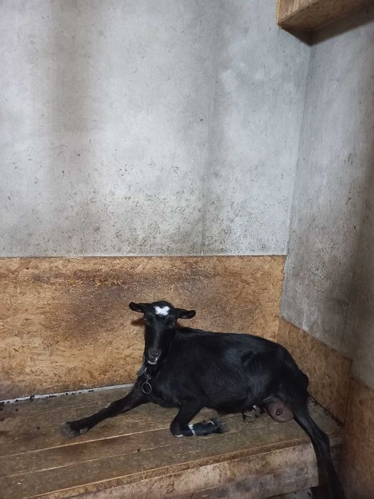 Продається коза безрога