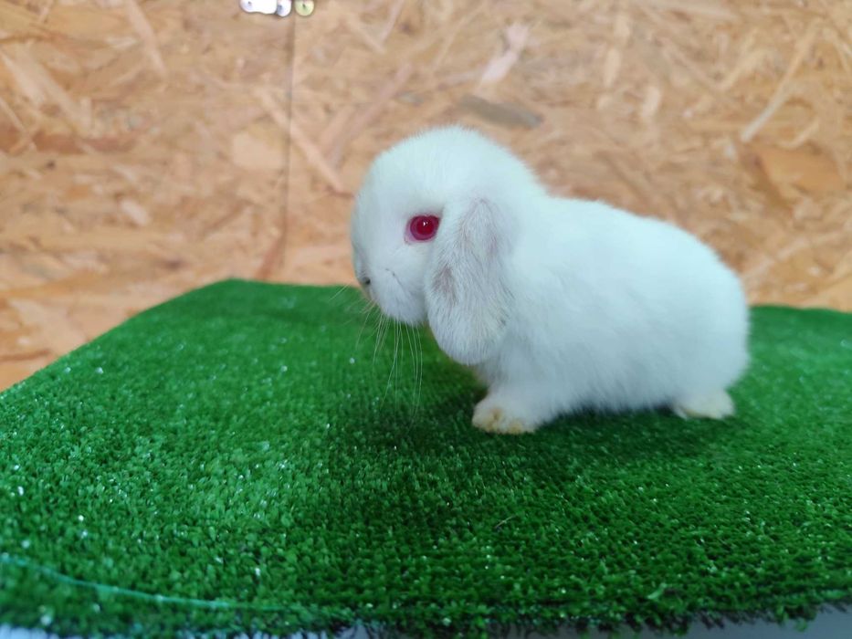 AKTUALNE PIĘKNE Mini Lop Karzełek Rex królik miniaturka baranki teddy