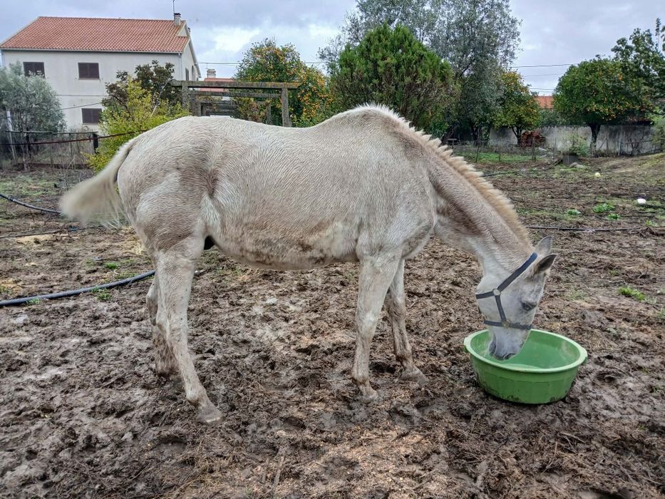 Cavalo com 9 anos 7 para venda e para troca
