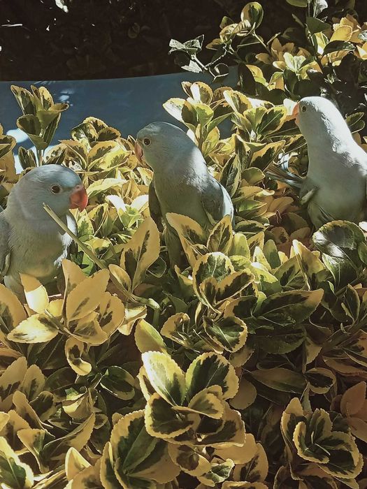 Ring neck domesticados